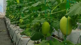 Photo: Wilayah Desa Brengkok nampak tanaman pertanian yang tumbuh subur, bahwa pertanian merupakan fase yang di utamakan.