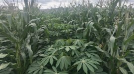 Photo: Budidaya Ketela/Singkong dan Jagung dengan sistem Tumpang Sari di Desa Pucung Bedug, Kecamatan Purwanegara, Kabupaten Banjarnegara.