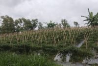 Photo: Salah satu potensi unggulan Budidaya Pertanian Cabai selain Palawija di Desa Kali Tengah.