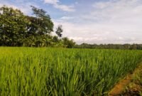 Foto: Umur masa tanam padi pada bulan Januari 2026 di area persawahan wilayah Kecamatan Susukan.