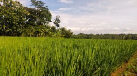 Foto: Umur masa tanam padi pada bulan Januari 2026 di area persawahan wilayah Kecamatan Susukan.