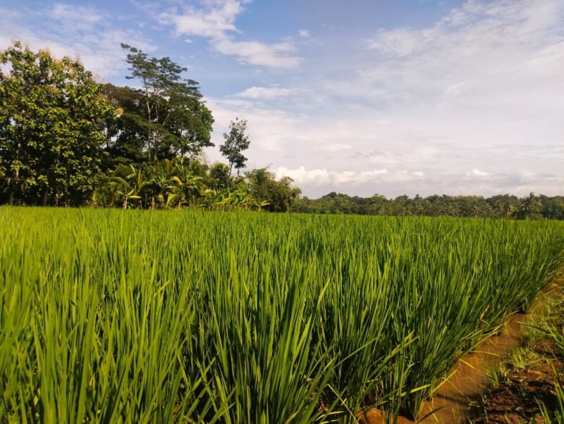 Foto: Umur masa tanam padi pada bulan Januari 2026 di area persawahan wilayah Kecamatan Susukan.