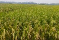 Foto: Padi mulai menguning, menandai panen raya akhir Februari–Maret 2026 di Kecamatan Susukan. (Dok. Bas/Berita Fakta.id)