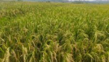 Foto: Padi mulai menguning, menandai panen raya akhir Februari–Maret 2026 di Kecamatan Susukan. (Dok. Bas/Berita Fakta.id)