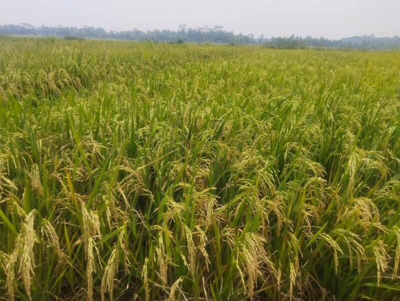 Foto: Padi mulai menguning, menandai panen raya akhir Februari–Maret 2026 di Kecamatan Susukan. (Dok. Bas/Berita Fakta.id)