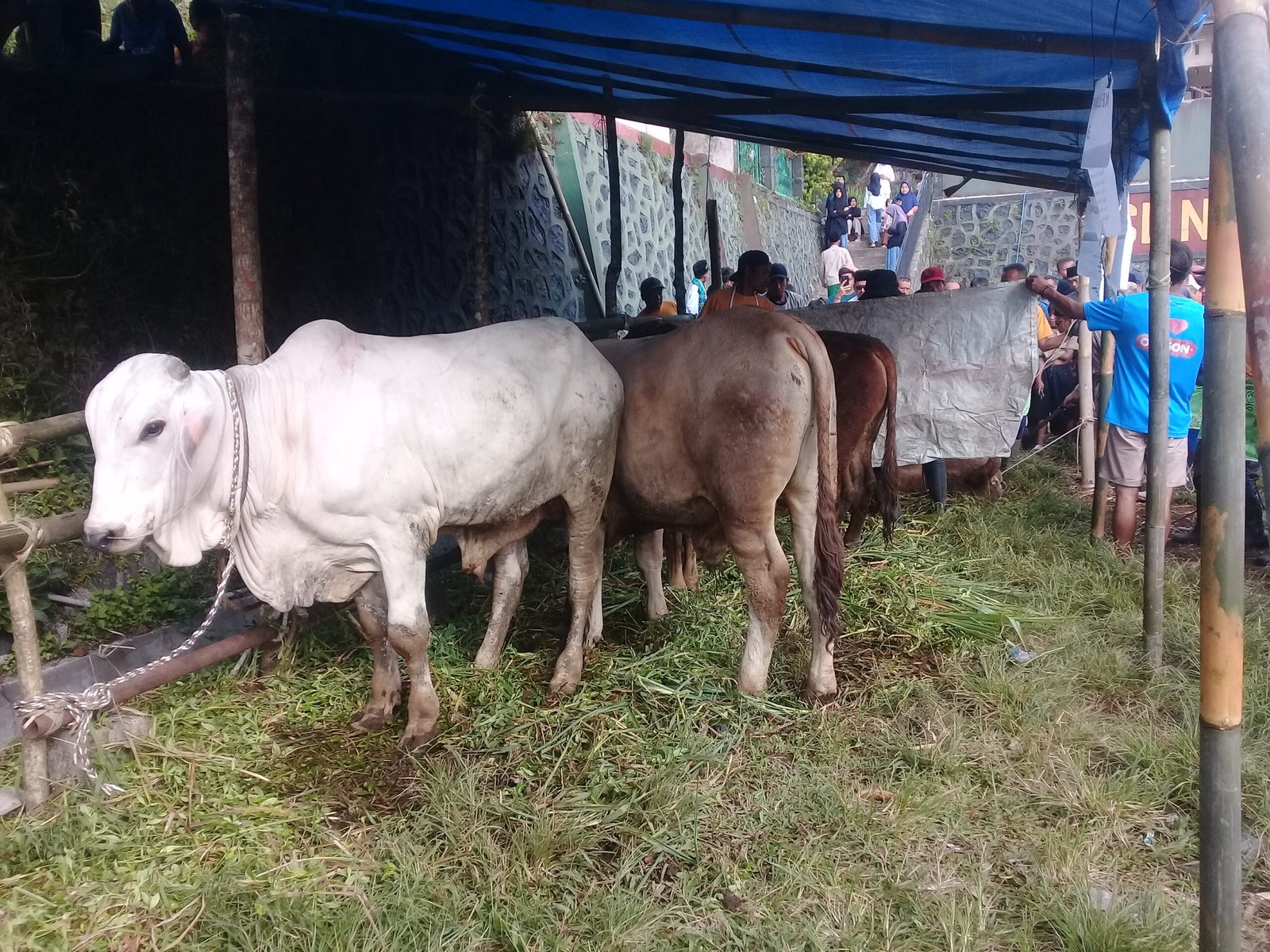 Kadus 2 Desa Gondang Hari Raya Idul Adha 1447 H Qurban 5 Ekor Sapi dan 20 Ekor Kambing