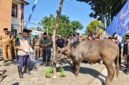 Tampak sapi yang sehat untuk persiapan hari besar Idul Adha di halaman kantor DPPKP Banjarnegara  sebagai sampling saat Acara Apel  akbar dan Juru  Sembelih Halal(Juleha) Fest pada Selasa,(19/5/2026). (Dok.Kominfo Bna/Berita fakta.id)