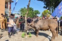 Tampak sapi yang sehat untuk persiapan hari besar Idul Adha di halaman kantor DPPKP Banjarnegara  sebagai sampling saat Acara Apel  akbar dan Juru  Sembelih Halal(Juleha) Fest pada Selasa,(19/5/2026). (Dok.Kominfo Bna/Berita fakta.id)