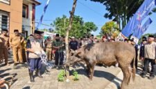 Tampak sapi yang sehat untuk persiapan hari besar Idul Adha di halaman kantor DPPKP Banjarnegara  sebagai sampling saat Acara Apel  akbar dan Juru  Sembelih Halal(Juleha) Fest pada Selasa,(19/5/2026). (Dok.Kominfo Bna/Berita fakta.id)
