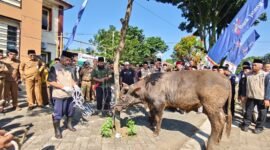 Tampak sapi yang sehat untuk persiapan hari besar Idul Adha di halaman kantor DPPKP Banjarnegara  sebagai sampling saat Acara Apel  akbar dan Juru  Sembelih Halal(Juleha) Fest pada Selasa,(19/5/2026). (Dok.Kominfo Bna/Berita fakta.id)