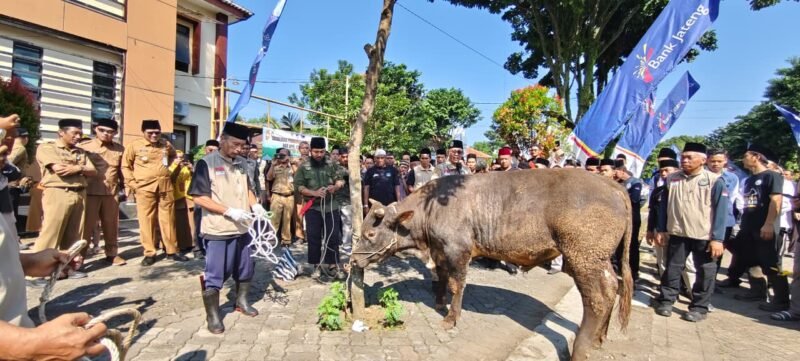 Tampak sapi yang sehat untuk persiapan hari besar Idul Adha di halaman kantor DPPKP Banjarnegara  sebagai sampling saat Acara Apel  akbar dan Juru  Sembelih Halal(Juleha) Fest pada Selasa,(19/5/2026). (Dok.Kominfo Bna/Berita fakta.id)