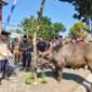 Tampak sapi yang sehat untuk persiapan hari besar Idul Adha di halaman kantor DPPKP Banjarnegara  sebagai sampling saat Acara Apel  akbar dan Juru  Sembelih Halal(Juleha) Fest pada Selasa,(19/5/2026). (Dok.Kominfo Bna/Berita fakta.id)
