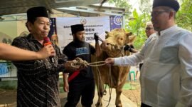 Prosesi penyerahan bantuan kurban  sapi 1,2 ton dari Presiden Prabowo oleh Hendro Cahyono Sekda Banjarnegara secara simbolis ke Chartun Kades Gumelem Wetan.(Dok.Kominfo/Berita Fakta.id)
