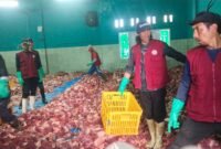 Suasana di Gedung Mohamadiyah Desa Batur nampak para relawan sedang mempersiapkan pembagian daging kurban untuk para warga masyarakat.(Dok.Berita Fakta.id)