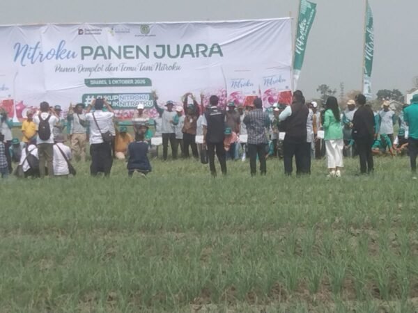 Petani Brebes Sukses Panen Bawang Merah saat Kemarau, Nitroku Jadi Kunci